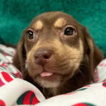 Thumbnail photo of Jelly #4