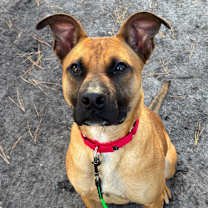 Thumbnail photo of Scooby #4