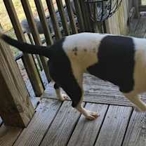 Thumbnail photo of Ruby #3