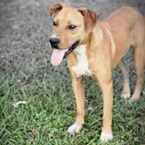 Thumbnail photo of Buster #3