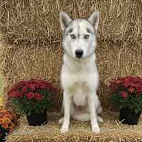 Thumbnail photo of Solomon SOS List #1