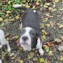 Thumbnail photo of Penelope #2