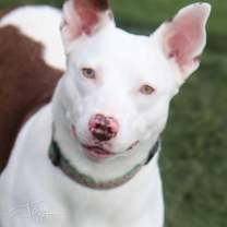 Thumbnail photo of Juniper the dog #1