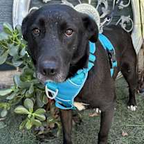 Thumbnail photo of MARISSA #4