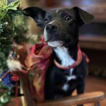 Thumbnail photo of Marley #2