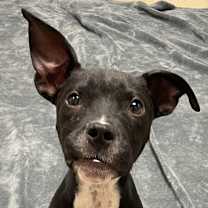 Thumbnail photo of Tippy #1