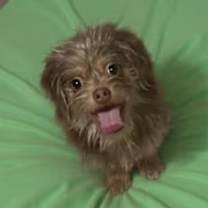 Thumbnail photo of Brodie #2