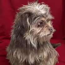 Thumbnail photo of Brodie #3