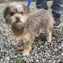 Thumbnail photo of Brodie #4