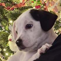 Thumbnail photo of Ralphie #2