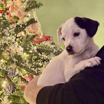 Thumbnail photo of Ralphie #4