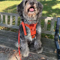 Thumbnail photo of King Terrien #1