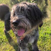 Thumbnail photo of King Terrien #2