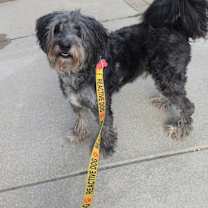 Thumbnail photo of King Terrien #3