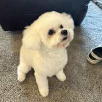 Thumbnail photo of Phoebe #2