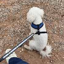 Thumbnail photo of Phoebe #4