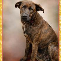 Thumbnail photo of ROSALIND #1