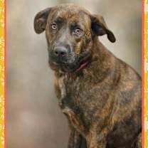 Thumbnail photo of ROSALIND #2