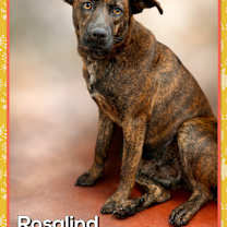 Thumbnail photo of ROSALIND #3
