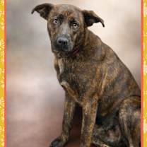 Thumbnail photo of ROSALIND #4