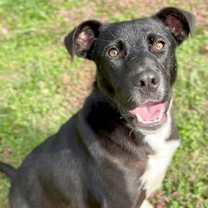 Thumbnail photo of Pepper #2