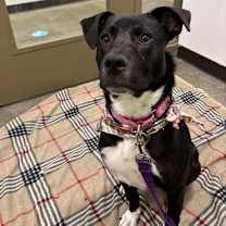 Thumbnail photo of Pepper #3