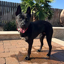 Thumbnail photo of Evangeline #2