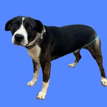 Thumbnail photo of Lucas #2