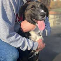 Thumbnail photo of Bruno #4