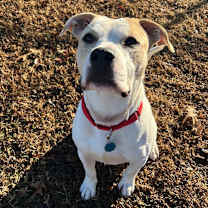 Thumbnail photo of Toby #1