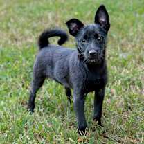 Thumbnail photo of Puppy Lyle #4