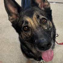 Thumbnail photo of Roxie #2