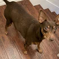 Thumbnail photo of Snickers #1