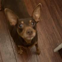 Thumbnail photo of Snickers #2