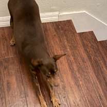 Thumbnail photo of Snickers #3