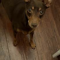 Thumbnail photo of Snickers #4