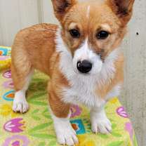 Thumbnail photo of Nova #1