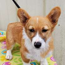 Thumbnail photo of Nova #2