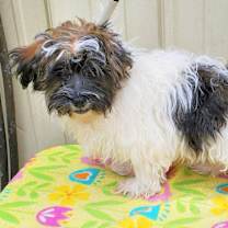 Thumbnail photo of Rex #2