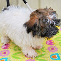 Thumbnail photo of Rex #3