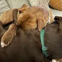 Thumbnail photo of Coco #3