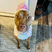 Thumbnail photo of Coco #4