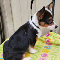 Thumbnail photo of Toby #1