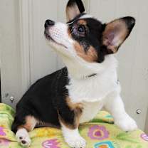 Thumbnail photo of Toby #2