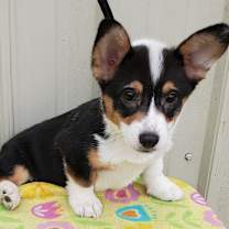 Thumbnail photo of Toby #4