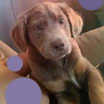 Thumbnail photo of Zoey #1