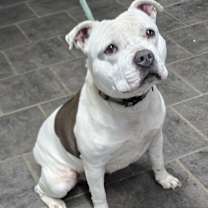 Thumbnail photo of Rose #2