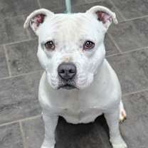 Thumbnail photo of Rose #3