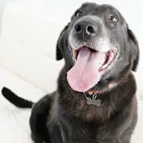 Thumbnail photo of Ebony #4