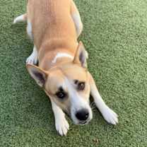 Thumbnail photo of Pelican #3